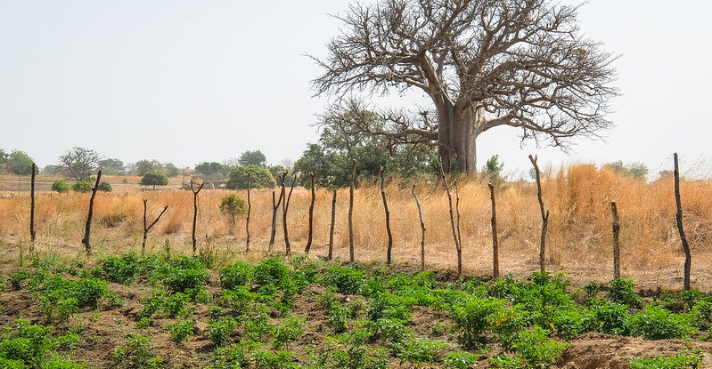 Landscape shows a Baobab tree and some pepper plants in a field