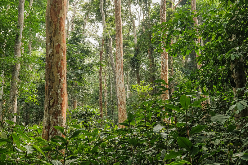 REDD+ in DRC: Platform explores next steps for forest carbon, restoration and rights