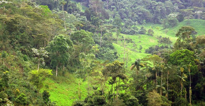 View of forests