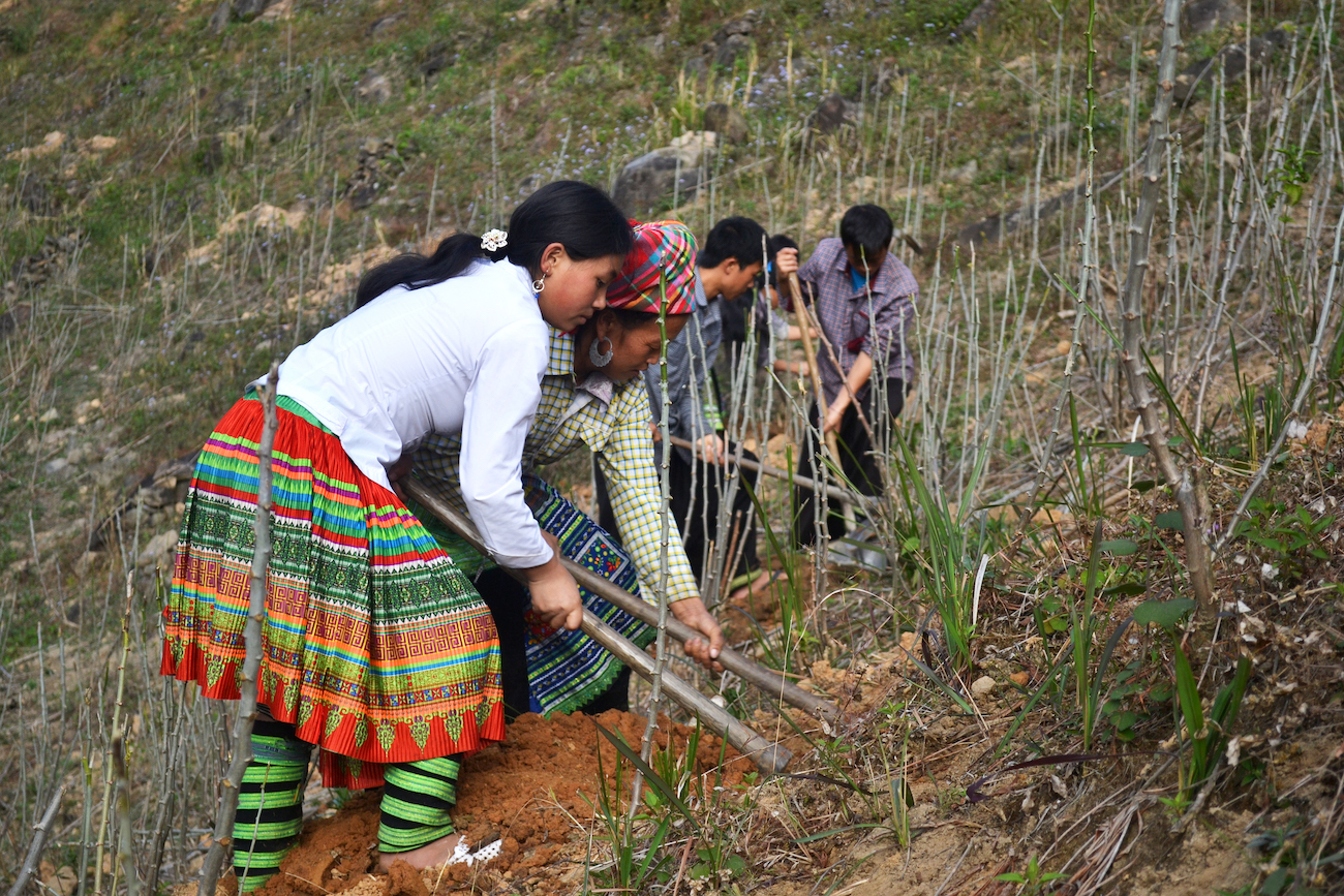 Women coffee growers in Vietnam boost climate mitigation through agroforestry