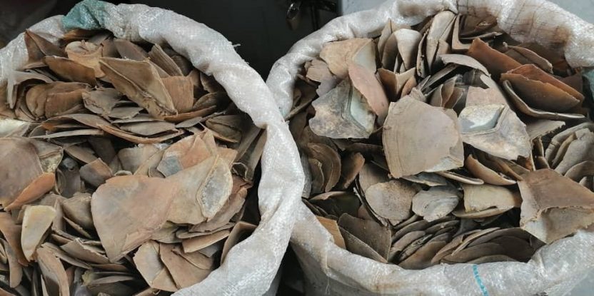 Two sacks filled with pangolin scales