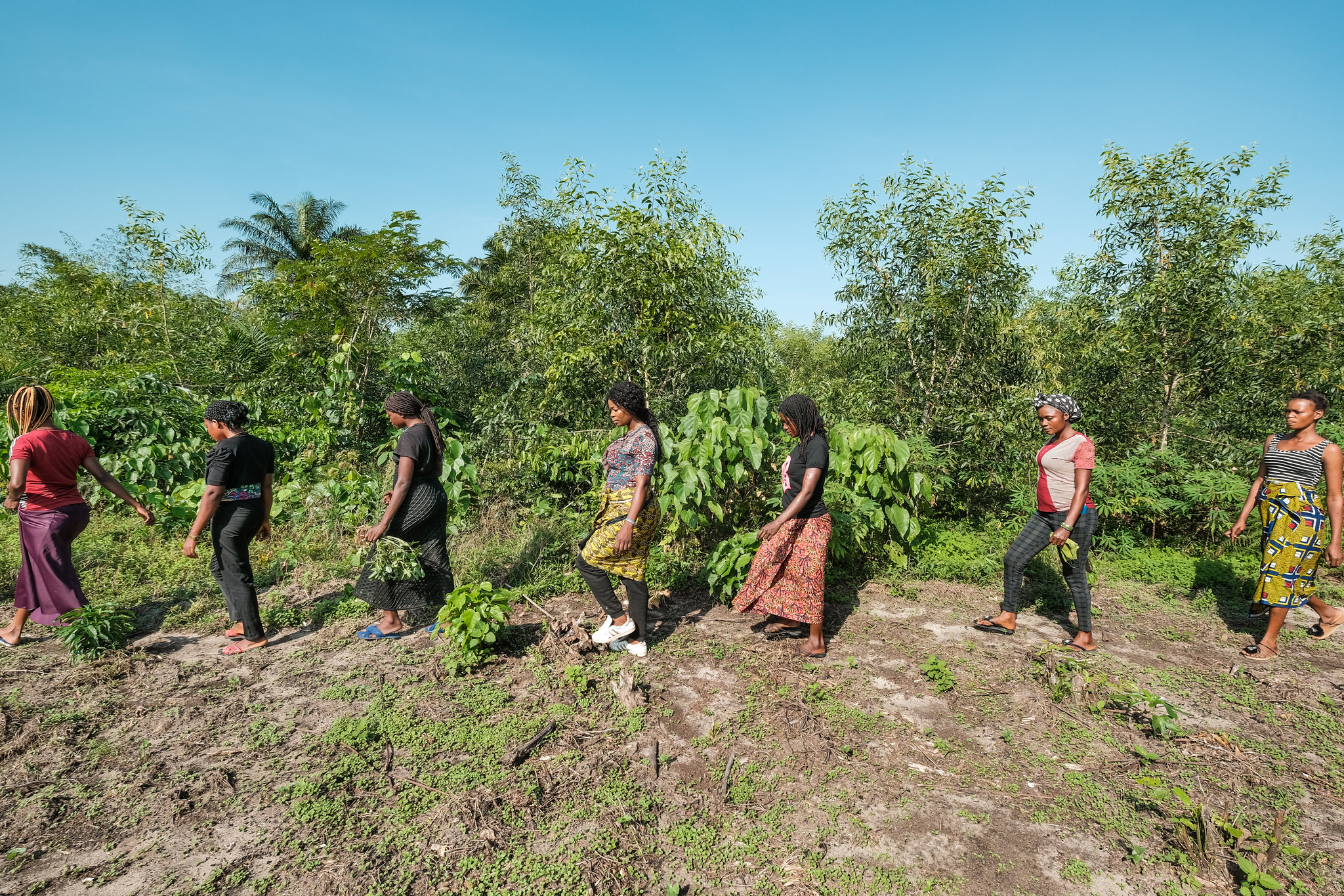 drc women's association takes charge of the future, supporting others to do the same - cifor forests news