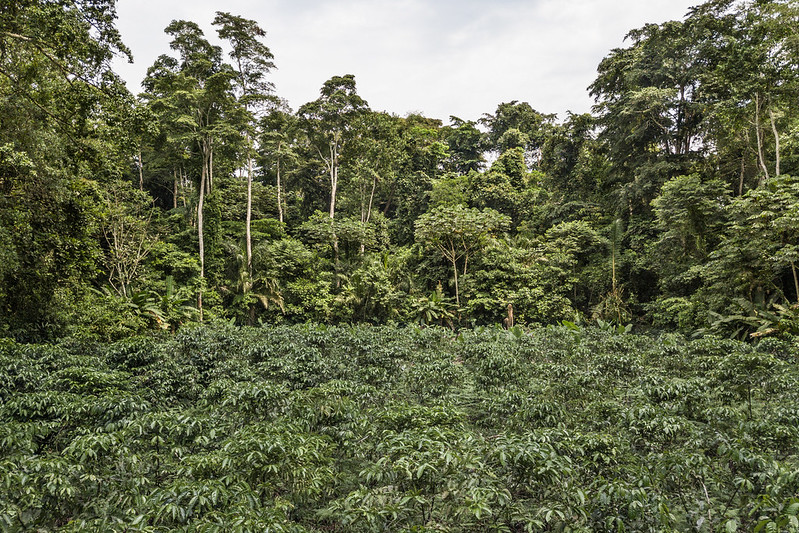 Central African forests essential, and need more support for ecological role