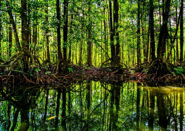 Hutan hantu: pohon di atas kertas atau pohon untuk menopang mata pencaharian?