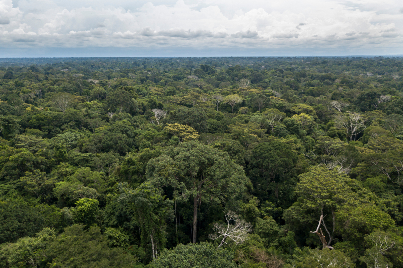 Proteger la Amazonía por el futuro de todos
