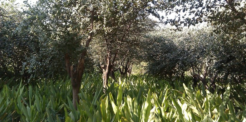 Agroforestry system of spices and fruit: the tree is Ziziphus mauritiana, also known as Indian jujube, with Curcuma longa or turmeric beneath in Gwalior, Madhya Pradesh, India. Photo by Devashree Nayak/ICRAF.