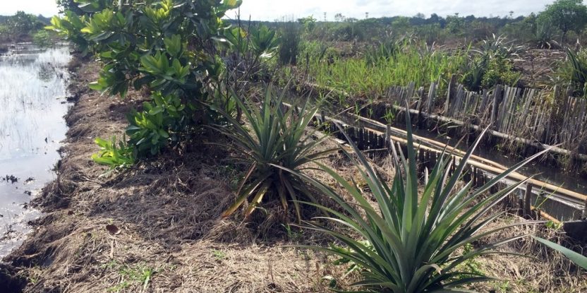 Part of the agrosilvofishery research site. Photo by Yustina Artati/CIFOR