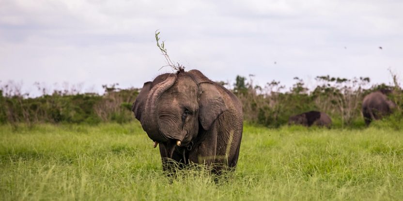 The Elephant Training Center in Padang Sugihan Wildlife Reserve in Indonesia is home to 31 elephants. Photo by Rifky/CIFOR