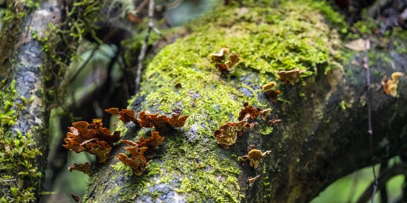 Fungi in Ailao Mountain Nature Reserve, Yunnan Province, China. Photo: ICRAF/Austin G. Smith