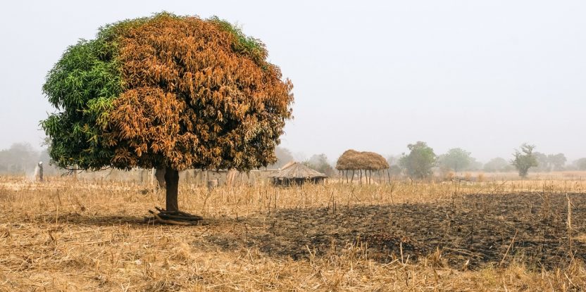 Half-burned mango tree in northern Ghana. Photo: Axel Fassio/CIFOR