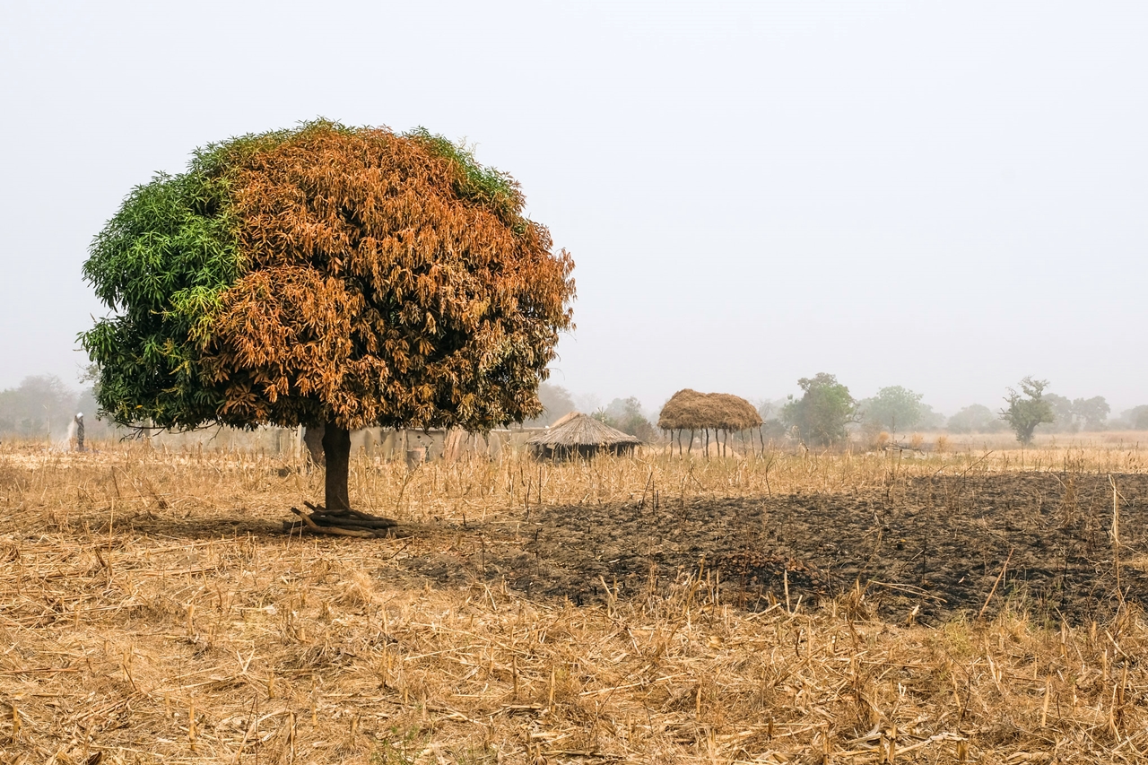 Half-burned mango tree in northern Ghana. Photo: Axel Fassio/CIFOR
