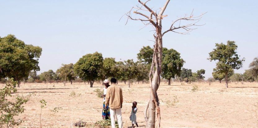 Parkland in Mali. Photo: ICRAF/Ake Mamo