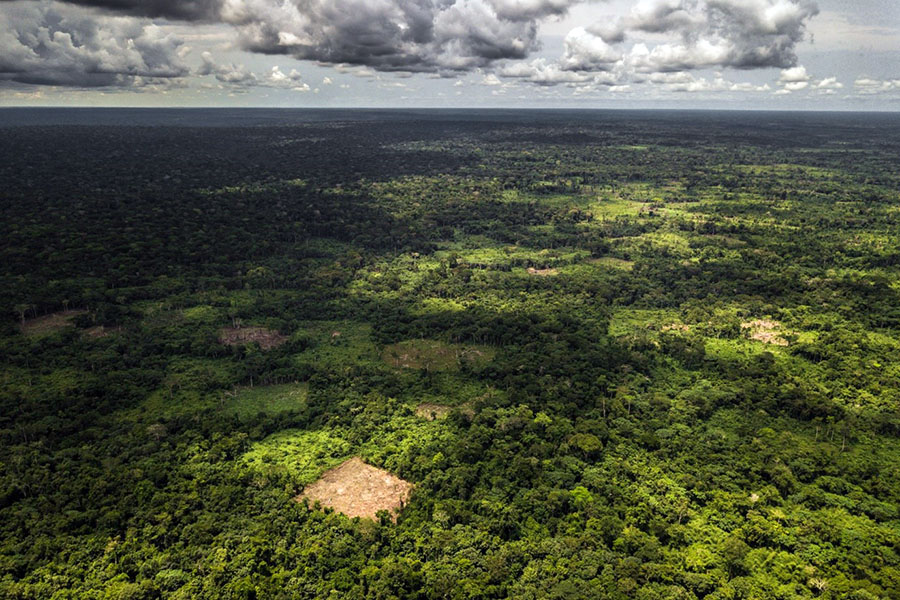 Over A Quarter Of Congo Basin Forests At Risk Of Vanishing By 2050 ...