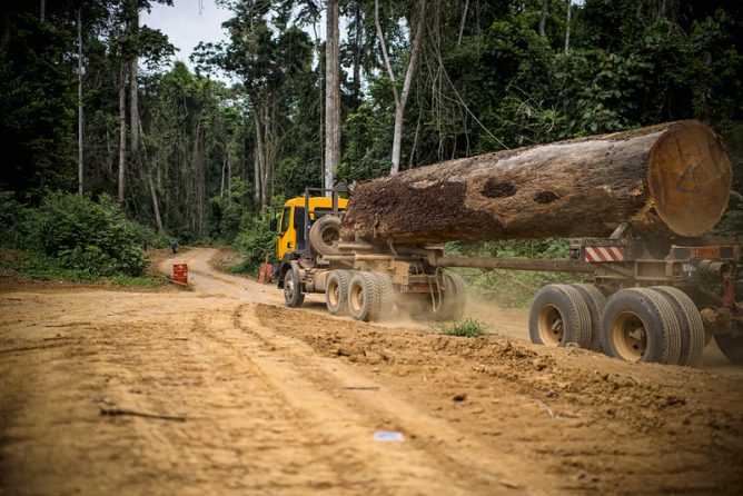 La demanda asiática de madera intensificará la presión sobre los bosques de África Central