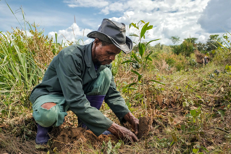 Growth of forest plantations in Central Africa lags over financing constraints