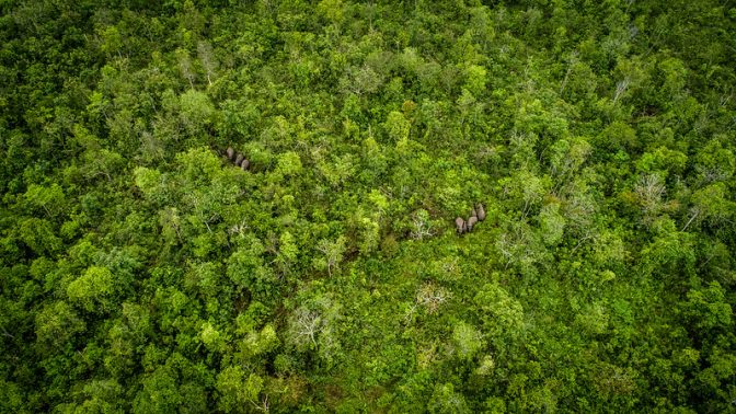 Mengatasi kekhawatiran yang berkembang tentang keseimbangan karbon hutan adalah kunci keberhasilan mitigasi