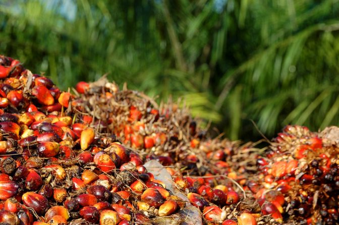 Pemangku kepentingan kelapa sawit mengatakan bahwa rincian lebih lanjut diperlukan tentang peraturan EUDR yang direncanakan, dan implikasinya