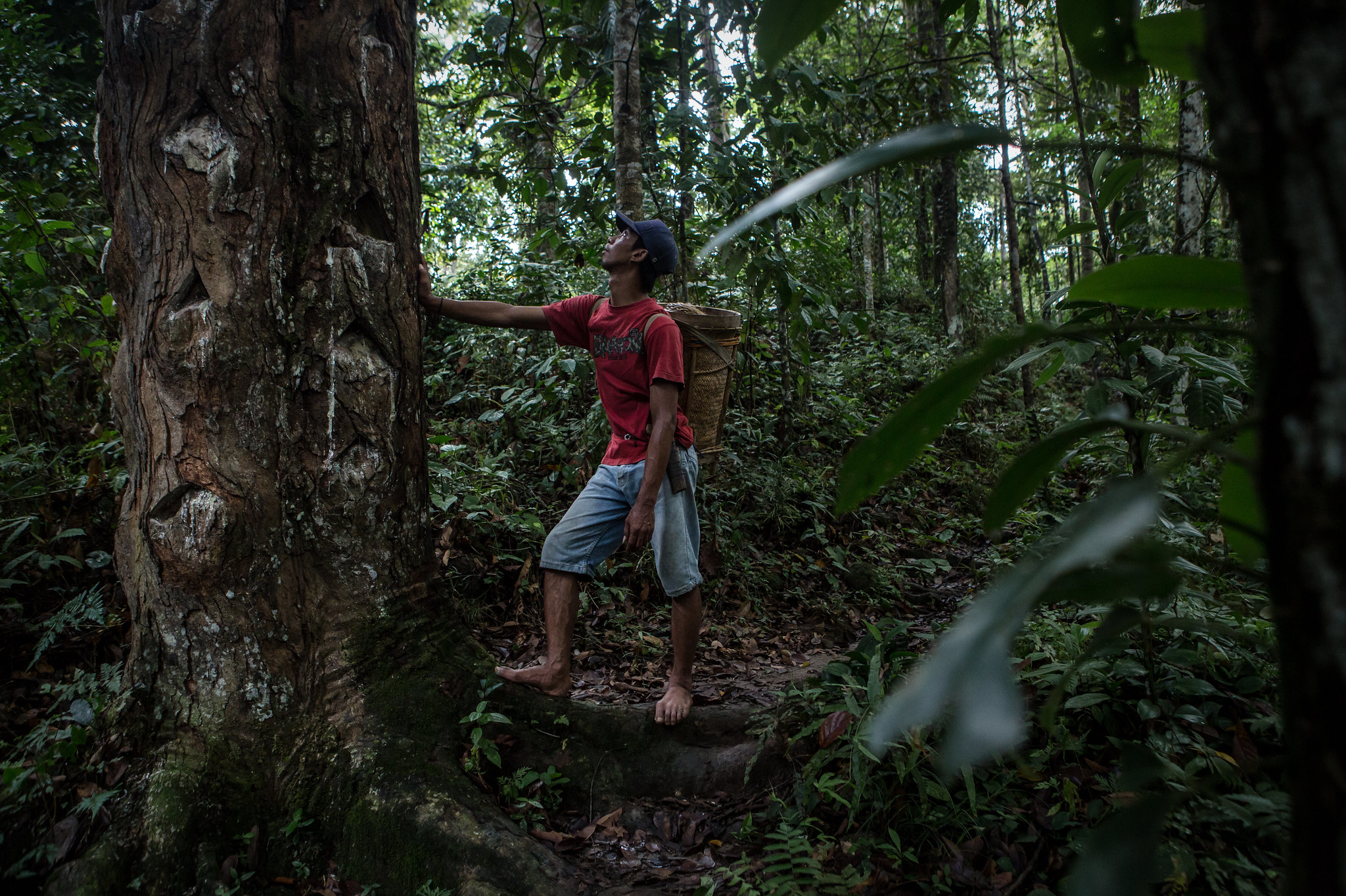 ¿Qué nos falta para entender los vínculos entre los bosques y la salud humana?