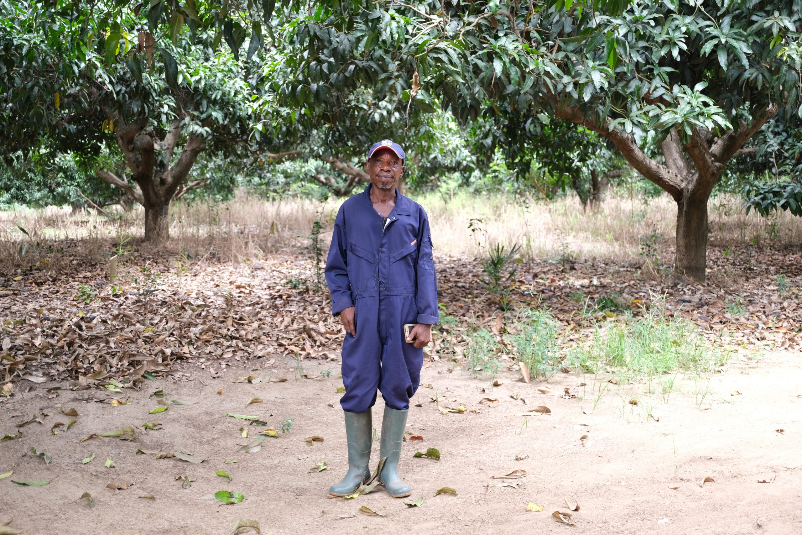 Cokelat, Mangga, dan Ternak: Mempercepat Pendanaan Hijau di Ghana